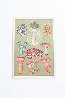 Papier - Pohľadnica " Botanicum " Fungi" - 14304003_