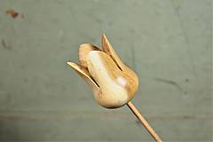 Agátový tulipán