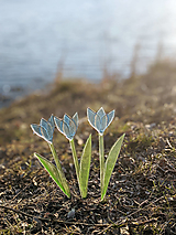 Dekorácie - Modrý sklenený tulipán - 14322959_