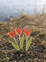 Červený sklenený tulipán