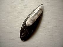 Minerály - Orthoceras 53 mm, č.24f - 14321352_