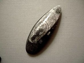 Minerály - Orthoceras 52 mm, č.28f - 14321375_
