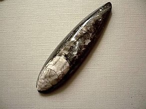 Minerály - Orthoceras 63 mm, č.38f - 14321403_