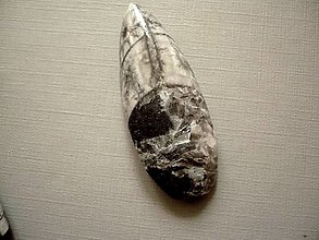 Minerály - Orthoceras 50 mm, č.40f - 14321409_