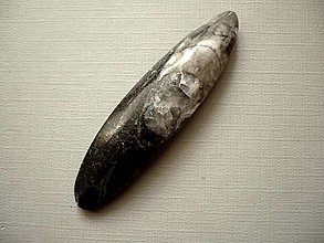 Minerály - Orthoceras 60 mm, č.52f - 14322930_