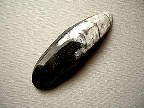 Minerály - Orthoceras 53 mm, č.57f - 14322957_