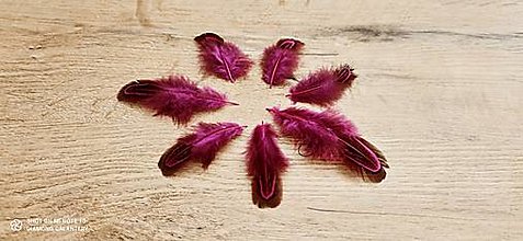 Galantéria - Dekoračné pierka - Fuchsia - 14345233_