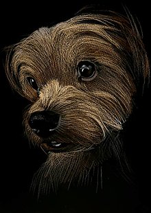 Obrazy - Portrety psíkov - nakreslené - 14351931_
