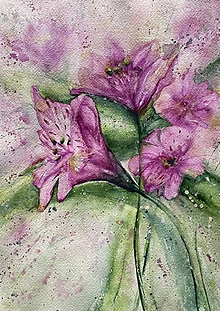 Obrazy - Ružové kvety (Alstroemeria), akvarel - 14388926_
