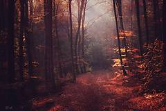 Fotografie - Jeseň v Čarovnom lese - 14408425_