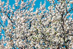 Fotografie - Spring Vibes - 14408529_