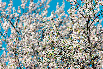 Fotografie - Spring Vibes - 14408529_