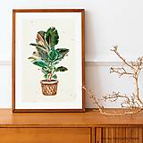 Grafika - Art Print| Domáce rastliny| 03 - 14421315_