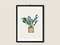 Grafika - Art Print| Domáce rastliny| 04 - 14421468_