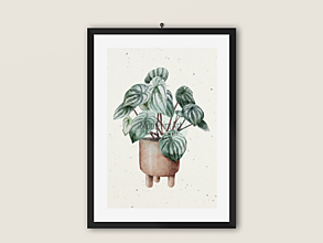 Grafika - Art Print| Domáce rastliny| 02 - 14421165_