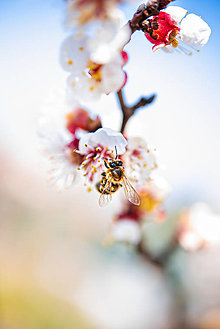 Fotografie - Včela a kvet - 14442254_