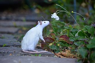 Dekorácie - Potkan podľa zadania (Srsť angorský zajac (biela)) - 14445538_