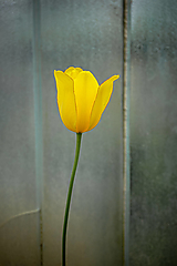 Jeden žltý tulipán