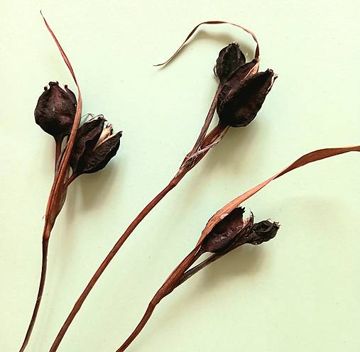 Suroviny - SUŠENÉ RASTLINY 05 (IRIS) - 14504689_