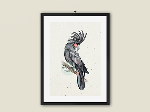 Plagát |Art Print| papagáj Kakadu