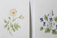 Kresby - Akvarelový art print| botanická ilustrácia Ruža - 14524023_