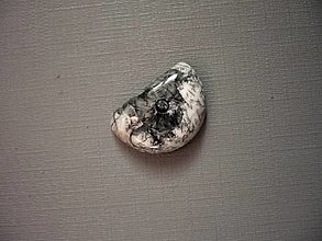 Minerály - Kabošon - orthoceras 19 mm, č.1f - 14544550_