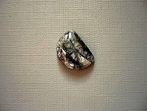 Minerály - Kabošon - orthoceras 15 mm, č.9f - 14544636_