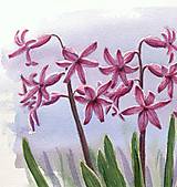Grafika - Hyacinty, Jarné kvety - 14581851_
