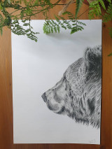 Kresby - Kresba : Medveď - Maco  A3 - 14594318_