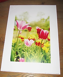 Papier - Print tulipány 40 cm x 30 cm - 14677202_