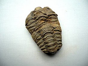 Minerály - Trilobit Calymene s.p. 53 mm. č.12f - 14779620_