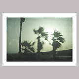 Palm trees - grafika