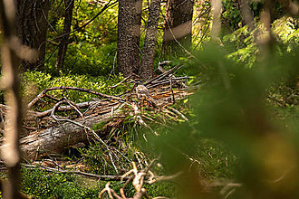 Fotografie - Orešnica - 14795747_