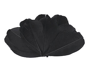 Suroviny - Husie perie 5,5-7 cm 10 ks (čierna) - 14828539_