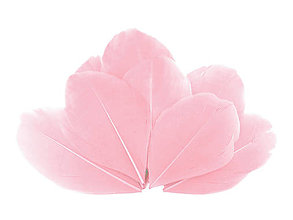 Suroviny - Husie perie 5,5-7 cm 10 ks (ružová svetlá) - 14828565_