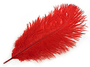 Suroviny - Pštrosie perie 20-25 cm 2 ks (červená) - 14835293_