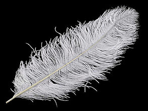 Suroviny - Pštrosie perie 60 cm (biela) - 14835317_