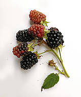 Obrazy - Obraz Černica (Rubus fruticosus) - 14845752_