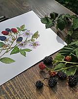 Obrazy - Obraz Černica (Rubus fruticosus) - 14845754_