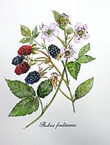 Obrazy - Obraz Černica (Rubus fruticosus) - 14845757_