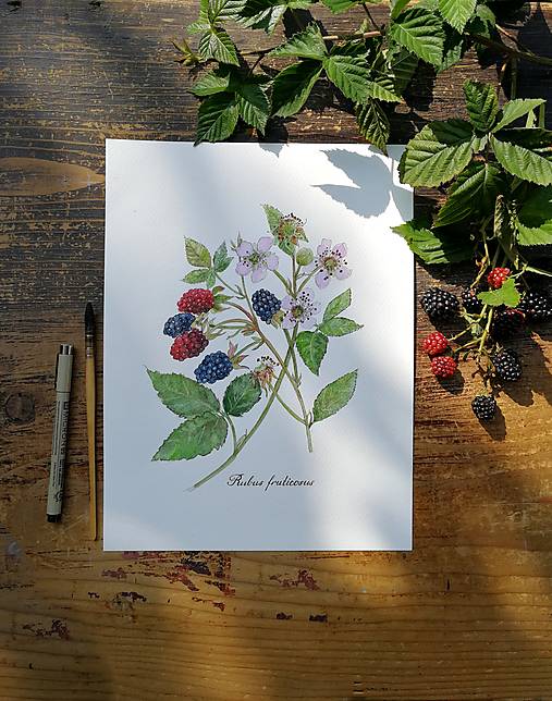 - Obraz Černica (Rubus fruticosus) (21x29,7cm) - 14845756_