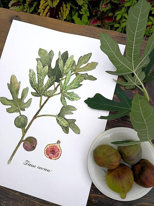 Obrazy - Obraz Figovník – Ficus carica - 14845761_