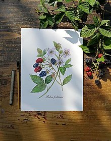 Obrazy - Obraz Černica (Rubus fruticosus) - 14845756_