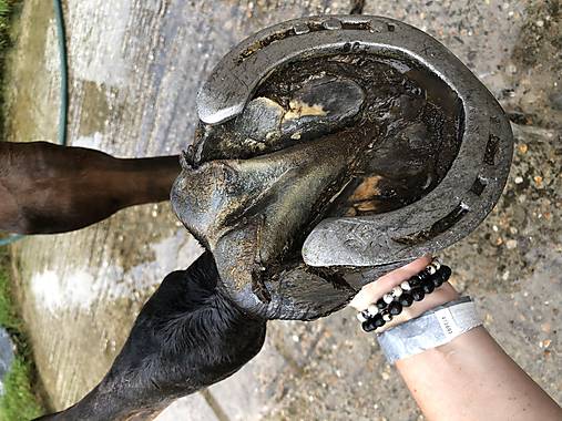 Podkovička pre šťastie 