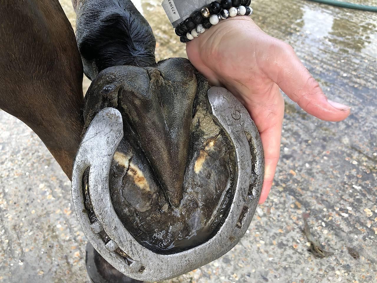 Podkovička pre šťastie 