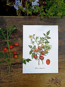 Obrazy - Obraz Paradajka (Solanum lycopersicum) - 14909886_