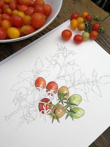 Obrazy - Obraz Paradajka (Solanum lycopersicum) - 14909908_