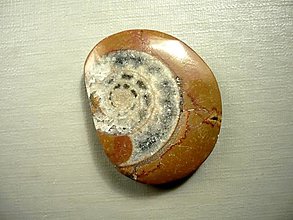 Minerály - Amonit v matečné hornině 30 mm, č.3s - 14912631_