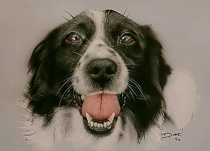 Obrazy - Nakreslené portréty psíkov - 14947235_