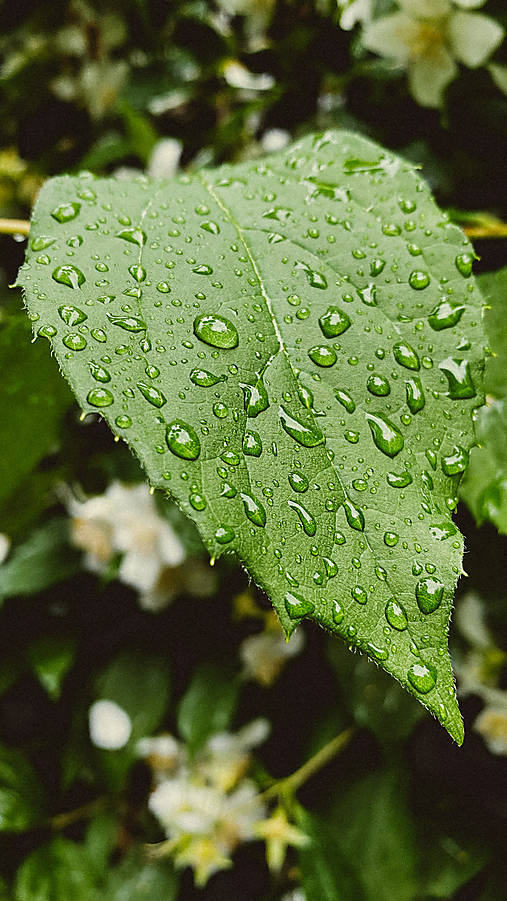Fotografie - po daždi - 14980273_